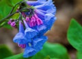 Virginia Bluebells Ã¢â¬â Mertensia virginica